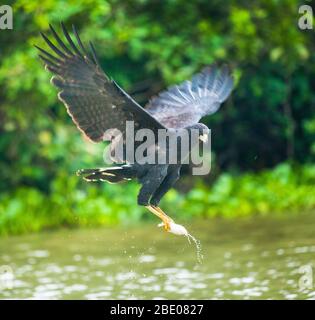 Grande falco nero (Buteogallus urubitinga) che vola con pesce catturato nelle chele, Porto Jofre, Pantanal, Brasile Foto Stock