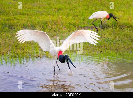 Vista di due Jabiru Storks, Porto Jofre, Mato Grosso, Cuiaba fiume, vicino alla foce dei tre Fratelli nel Pantanal settentrionale, Brasile Foto Stock