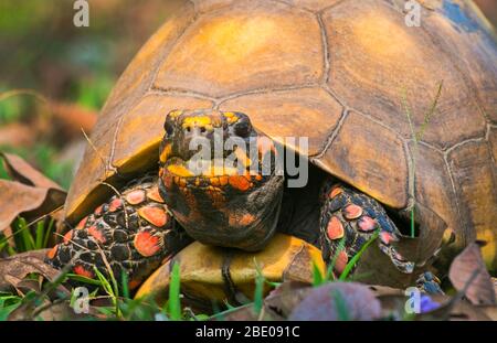 Primo piano della tartaruga a scatola Red Face, Porto Jofre , Mato Grosso, Cuiaba, vicino alla foce dei tre Fratelli nel Pantanal settentrionale, Brasile Foto Stock