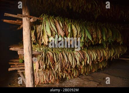 Foglie di tabacco appese a secco, Viñales, Cuba Foto Stock