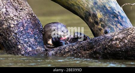 Lontra gigante, Porto Jofre , Mato Grosso, Brasile Foto Stock