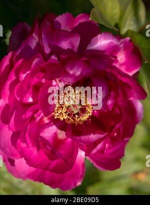 Grande fiore rosa magenta di peonia albero Luoyang Hong visto fiorire in un giardino di Londra in aprile. Foto Stock