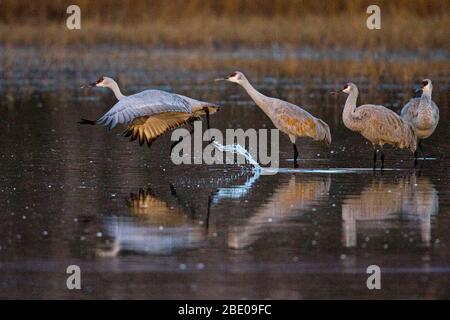 Gru Sandhill, Soccorso, New Mexico, USA Foto Stock