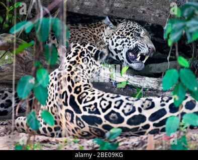 Jaguar, Porto Jofre , Mato Grosso, Brasile Foto Stock