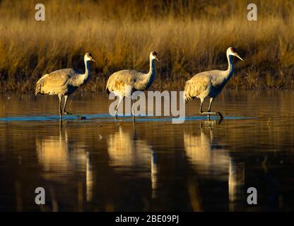 Gru Sandhill in lago, Socorro, New Mexico, USA Foto Stock