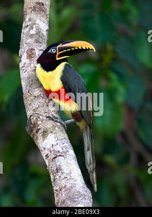 Ritratto di aracari acari acerati di castagno che si erige sul ramo dell'albero, Porto Jofre, Mato Grosso, Brasile Foto Stock