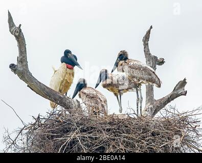 Jabiru cicogne in Nest, Porto Jofre, Mato Grosso, Brasile Foto Stock