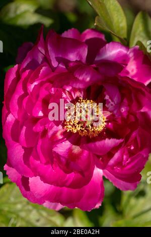 Grande fiore rosa magenta di peonia albero Luoyang Hong visto fiorire in un giardino di Londra in aprile. Foto Stock