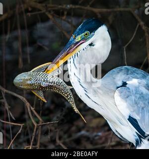 Primo piano dell'airone di cocoi con pesce, Porto Jofre, Mato Grosso, Brasile Foto Stock