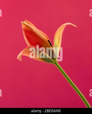 Tulipano a bassa crescita piccola principessa. Foto Stock