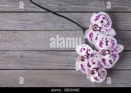 fiori di orchidee rosa e bianco su sfondo di legno Foto Stock