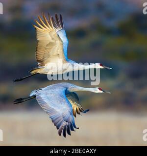 Due gru a scrocco (Antigone canadensis) che volano fianco a fianco, Soccoro, New Mexico, USA Foto Stock