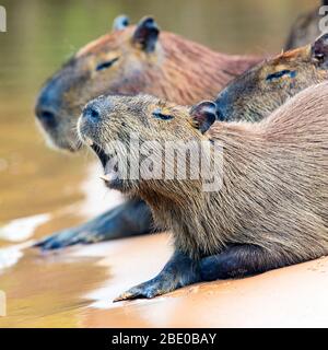 Capybaras (Hydrochoerus hydrochaeris) che riposa sulla riva del fiume, Porto Jofre, Pantanal, Brasile Foto Stock