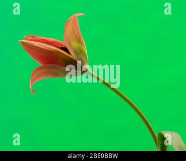 Tulipano a bassa crescita piccola principessa. Foto Stock