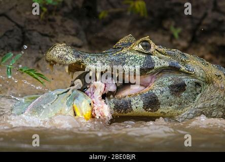 Pantanal cayman uccide a Cuiaba, Porto Jofre, Mato Grosso, Brasile Foto Stock