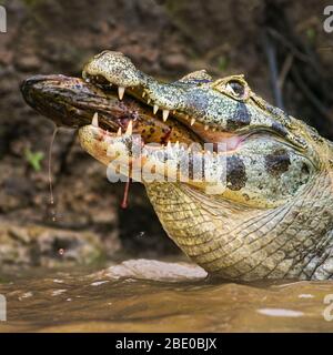 Pantanal cayman uccidere nel fiume Cuiaba, Porto Jofre , Mato Grosso, Brasile Foto Stock