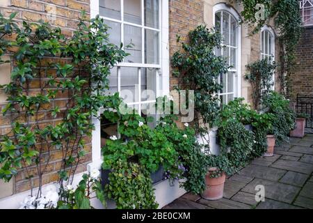 Piante verdi in pentole di fronte alla vecchia casa, Londra, Regno Unito Foto Stock