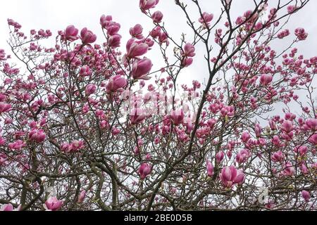 Fiori rosa fiorenti di albero di magnolia Foto Stock