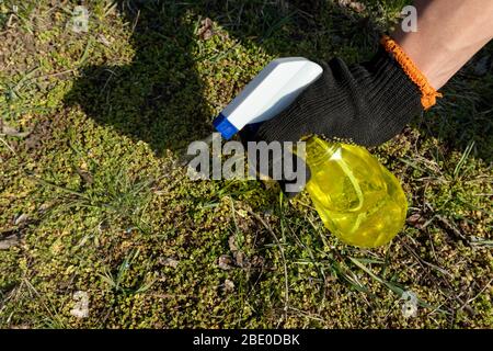 Giardiniere spruzzare a mano in guanto da spruzzatore di plastica giallo su erba verde. Giardino primaverile che lavora all'aria fresca. Foto Stock