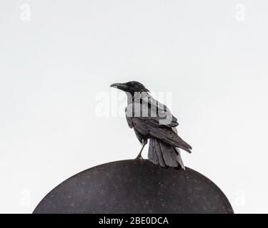 Common Raven (Corvus corax) si adora su un piatto satellite sotto la pioggia, Los Angeles, CA. Foto Stock