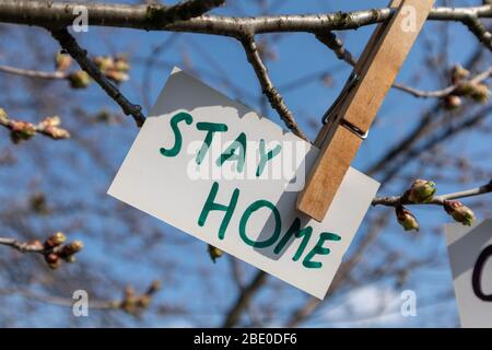 Rimani a casa parole su carta bianca appesa con pin landry in legno su albero di primavera soleggiato e cielo blu sfondo. Informazioni sul soggiorno per la prevenzione dell'aria fresca e dei rischi di sicurezza Foto Stock