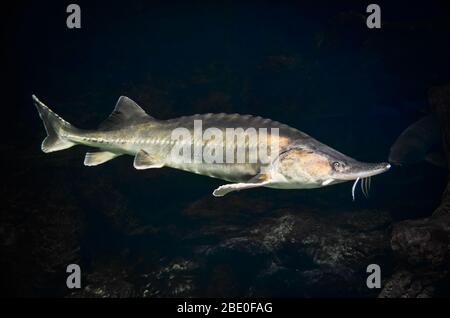 Storione russo molto grande. Fotografia di beluga nuoto Foto Stock