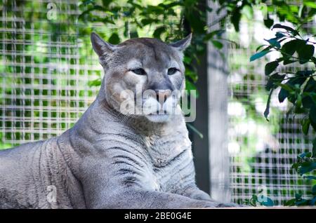 Il grande gatto selvatico cougar riposa sotto un albero Foto Stock