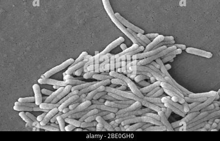 Micrografia elettronica a scansione (SEM) di un certo numero di un grande gruppo di batteri di Legionella pneumophila Gram-negativi. Nota la presenza di flagella polare, e pili, o streamer lunghi. Un certo numero di questi batteri sembrano mostrare una morfologia di asta allungata. L. pneumophila è nota per mostrare più frequentemente questa configurazione quando è cresciuta in brodo, tuttavia, essi possono anche allungarsi quando le cellule coltivate in piastra invecchiano, come è stato in questo caso, specialmente quando sono state refrigerate. La morfologia abituale di L. pneumophila consiste in un baccilli 'grasso', che è il caso della stragrande maggioranza degli organismi Foto Stock