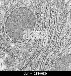 Micrografia elettronica a trasmissione (TEM) con mitocondri e reticolo endoplasmatico ruvido. Il mitocondrio (mitocondri plurali) è un organo a doppia membrana che si trova in tutti gli organismi eucariotici. I mitocondri generano la maggior parte dell'apporto cellulare di adenosina trifosfato (ATP), utilizzato come fonte di energia chimica. Se non specificamente colorati, non sono visibili. Oltre a fornire energia cellulare, i mitocondri sono coinvolti in altri compiti, come la segnalazione, la differenziazione cellulare e la morte cellulare, così come il mantenimento del controllo del ciclo cellulare e della crescita cellulare. Endoplasmatico Foto Stock