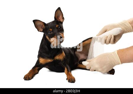 La gamba di un cane è bendata in uno Studio Foto Stock