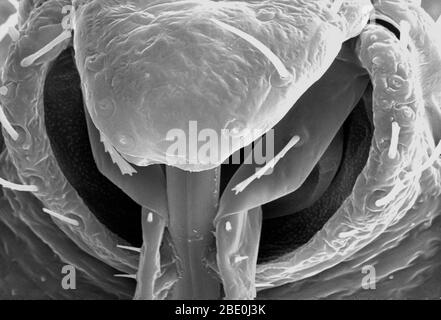 La micrografia elettronica a scansione (SEM) ha rivelato alcune morfologie ultrastrutturali visualizzate sulla regione della testa rostrale di un bedbug, Cimex lectularius. Nota le relazioni anatomiche prossimali la pelle dell'insetto che perfora i boccali che usa per ottenere il suo pasto di sangue, e come si uniscono la testa. Sebbene i bedbugs siano stati trovati naturalmente infettati con patogeni ematici, non sono vettori efficaci di malattia. L'importanza medica primaria è l'infiammazione associata ai loro morsi (dovuta a reazioni allergiche ai componenti nella saliva). Foto Stock