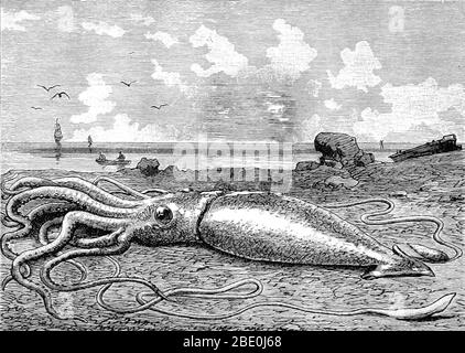 Il calamaro gigante (genere Architeuthis) è un calamaro della famiglia Architeuthidae che abita in profondità nell'oceano. Calamari giganti possono crescere ad una dimensione tremenda a causa del gigantismo di mare profondo: Stime recenti mettere la dimensione massima a 43 piedi per le femmine e 33 piedi per i maschi dalle pinne posteriori alla punta dei due tentacoli lunghi. Il mantello è lungo circa 6.6 piedi (più per le femmine, meno per i maschi), e la lunghezza del calamaro che esclude i suoi tentacoli (ma che includono testa e braccia) raramente supera i 16 piedi. Le rivendicazioni di campioni di 66 piedi o più non sono state documentate scientificamente. Racconti di calamari giganti hanno Foto Stock