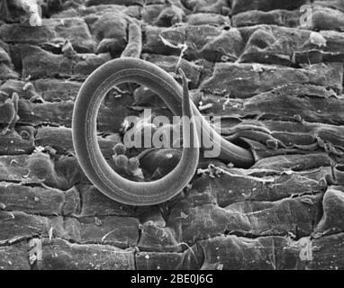 Scansione della micrografia elettronica della larva di frusta del nematode del nodo della radice Meloidogyne incognita penetrante una radice di pomodoro. Una volta all'interno, la larva stabilisce un sito di alimentazione e fa si che le sfere di rapimento nutriente si formino sulle cellule. Come la larva consuma le sostanze nutrienti, la crescita della pianta è stunted. Ingrandimento 900x a 8'x10'. Foto Stock