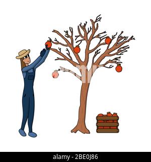 Felice donna fumetto contadino in cappello raccolta di frutta persimmon da albero e messo in scatola, lavoro su fattoria. Illustrazione vettoriale Illustrazione Vettoriale