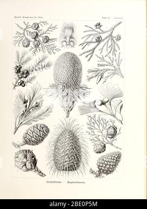 Da Ernst Haeckel's Kunstformen der Natur, 1904 Foto Stock