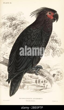 Coccolatura di palma, Probosciger aterrimus. (Goliath aratoo, Microglossus aterrimus.) Incisione su copperplate a mano di William Lizars dopo un'illustrazione di Edward Lear di Prideaux J. Selby, la Storia Naturale dei Parrots, nella Biblioteca Naturalista di Sir William Jardine: Ornitologia, Lizars, Edimburgo, 1836. Foto Stock