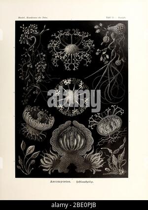 Da Ernst Haeckel's Kunstformen der Natur, 1904 Foto Stock