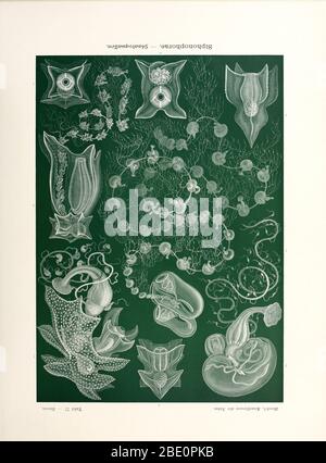 Da Ernst Haeckel's Kunstformen der Natur, 1904 Foto Stock