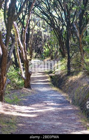 Passeggiata nel Bush di Moturua Island Bay of Islands nuova Zelanda Foto Stock