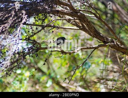 Passeggiata nel Bush di Moturua Island Bay of Islands nuova Zelanda Foto Stock