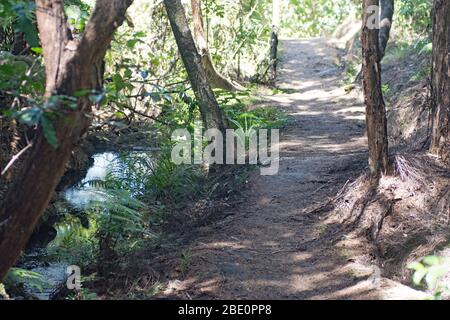 Passeggiata nel Bush di Moturua Island Bay of Islands nuova Zelanda Foto Stock