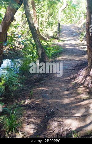 Passeggiata nel Bush di Moturua Island Bay of Islands nuova Zelanda Foto Stock