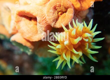 Coppa arancione di corallo alla stazione di pulizia delle tartarughe. Sito di immersione Puako, Big Island Hawaii. Foto Stock