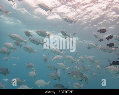 Scuola di Chubs al sito di immersione Mauna Lani, sulla Big Island delle Hawaii. Foto Stock