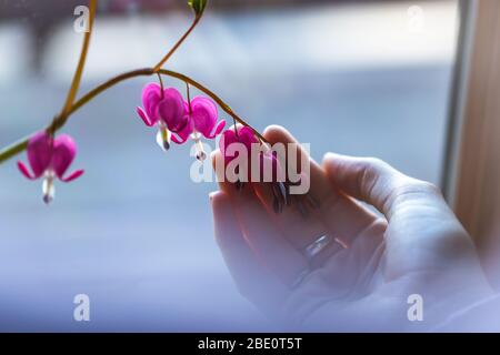 Sanguinante cuore fiore taglio su stelo nelle mani di una bella giovane donna in maglione viola di fronte al soffiato fuori primo piano sfondo finestra blu Foto Stock