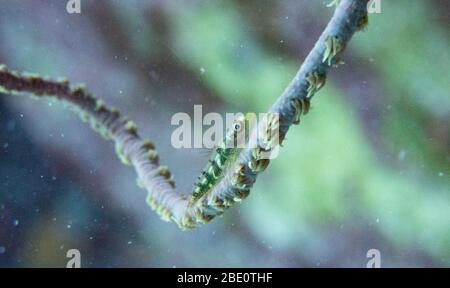 Aragosta scivolosa poggiata sulla sabbia. Mauna Lani, Big Island Hawaii. Foto Stock