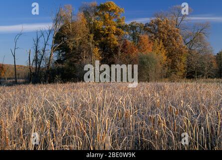 Il parco acquatico Bottomland, il fiume panoramico St Croix Wild, il parco statale Wild River, Minnesota Foto Stock