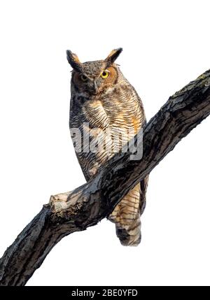 Grande gufo corno (Bubo virginianus) isolato su sfondo bianco. Foto Stock