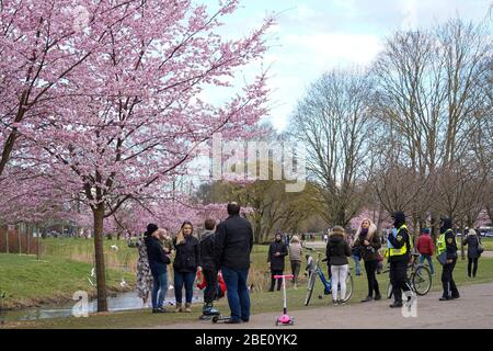 Riga, Lettonia. 10 aprile 2020. La gente ammira i fiori di ciliegia al Parco della Vittoria di riga, Lettonia, il 10 aprile 2020. Credit: Janis/Xinhua/Alamy Live News Foto Stock