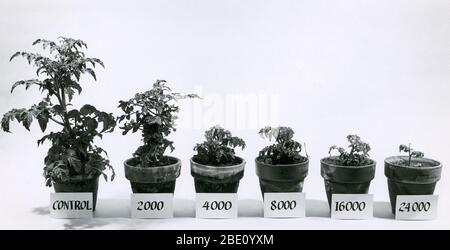 Le piante di pomodoro stunted rivelano gli effetti di differenti quantità di radiazione gamma ricevute in un esperimento al Brookhaven National Laboratory, Upton, New York. La pianta a destra è stata fortemente irradiata (24000 kilorad) mentre quella a sinistra non ha avuto alcuna radiazione, e tutto nel mezzo ha ricevuto la quantità marcata di radiazione. Foto Stock